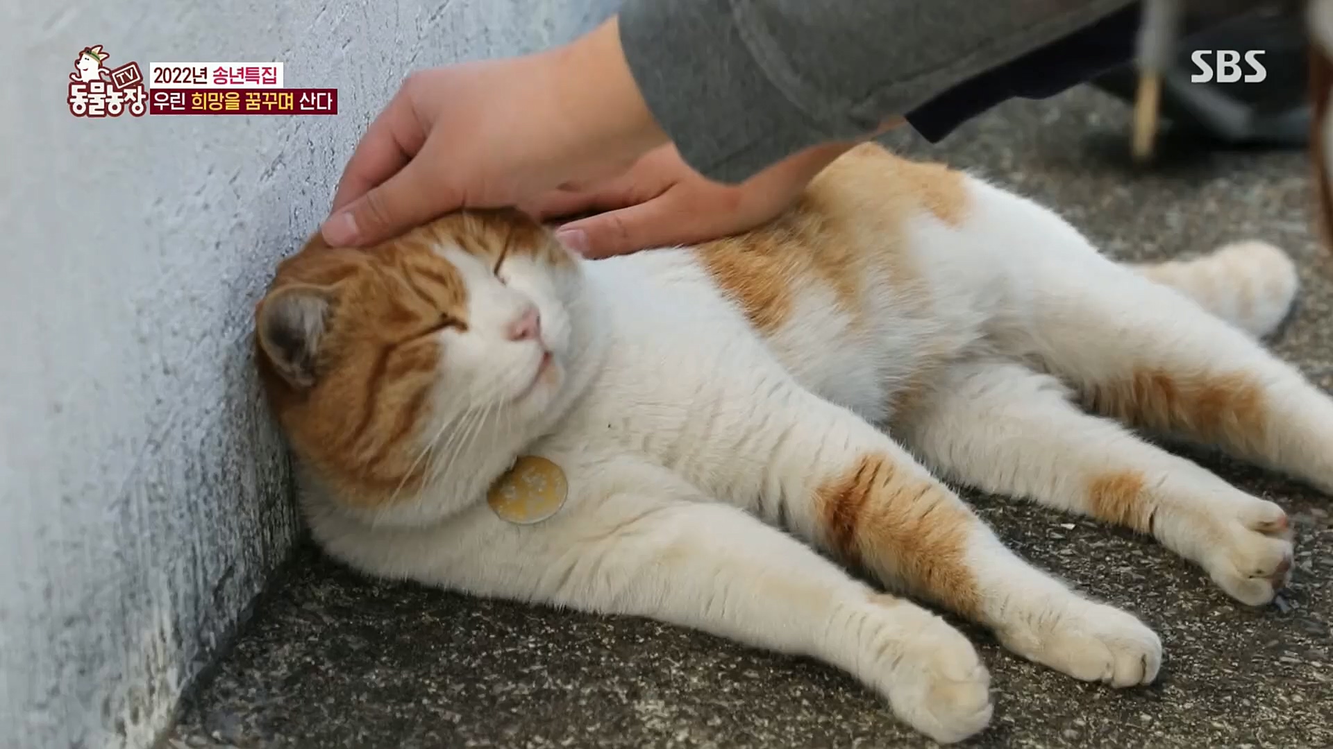 TV 동물농장.E1101.221225p.H264-F1RST.mp4_20221225_190303.163.jpg
