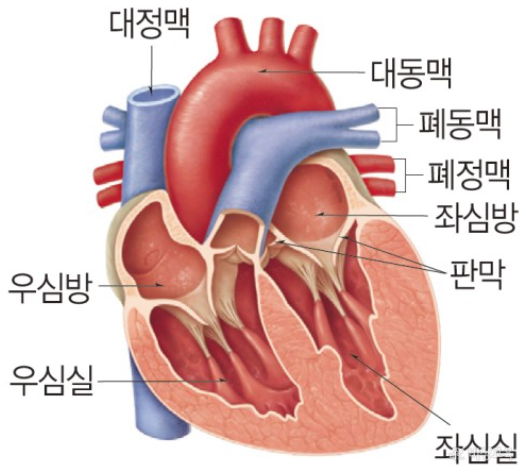 심장의 구조