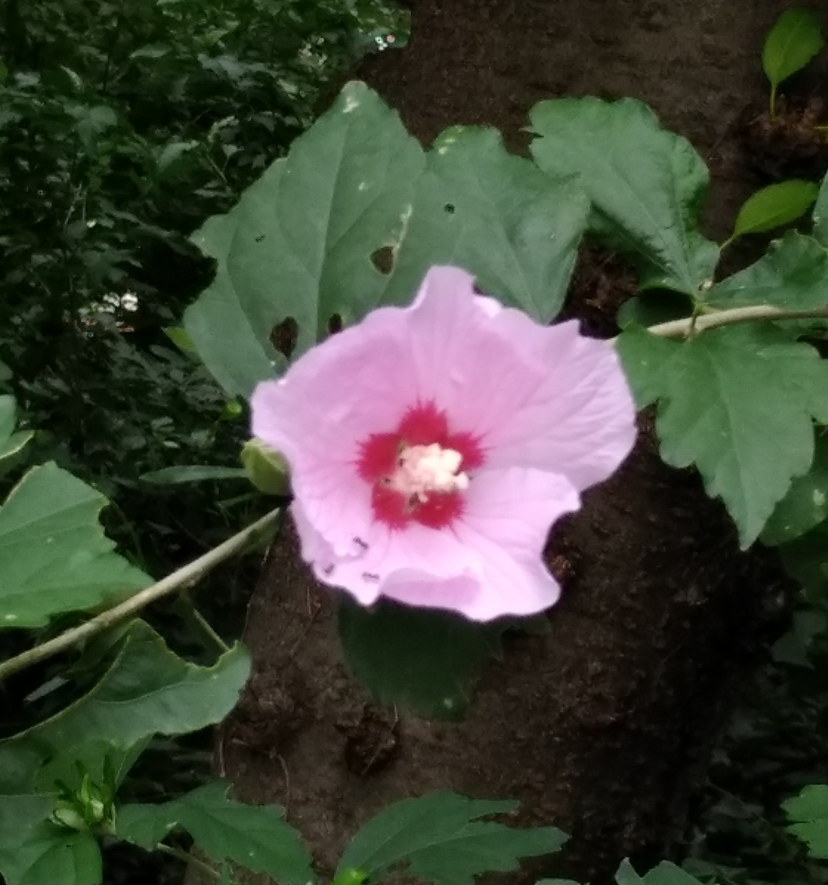  무궁화