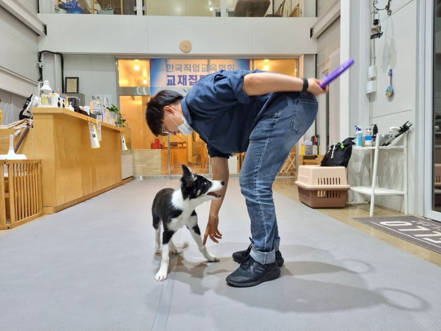 똑똑한 개 종류 머리 좋은 개 보더콜리 지능 9