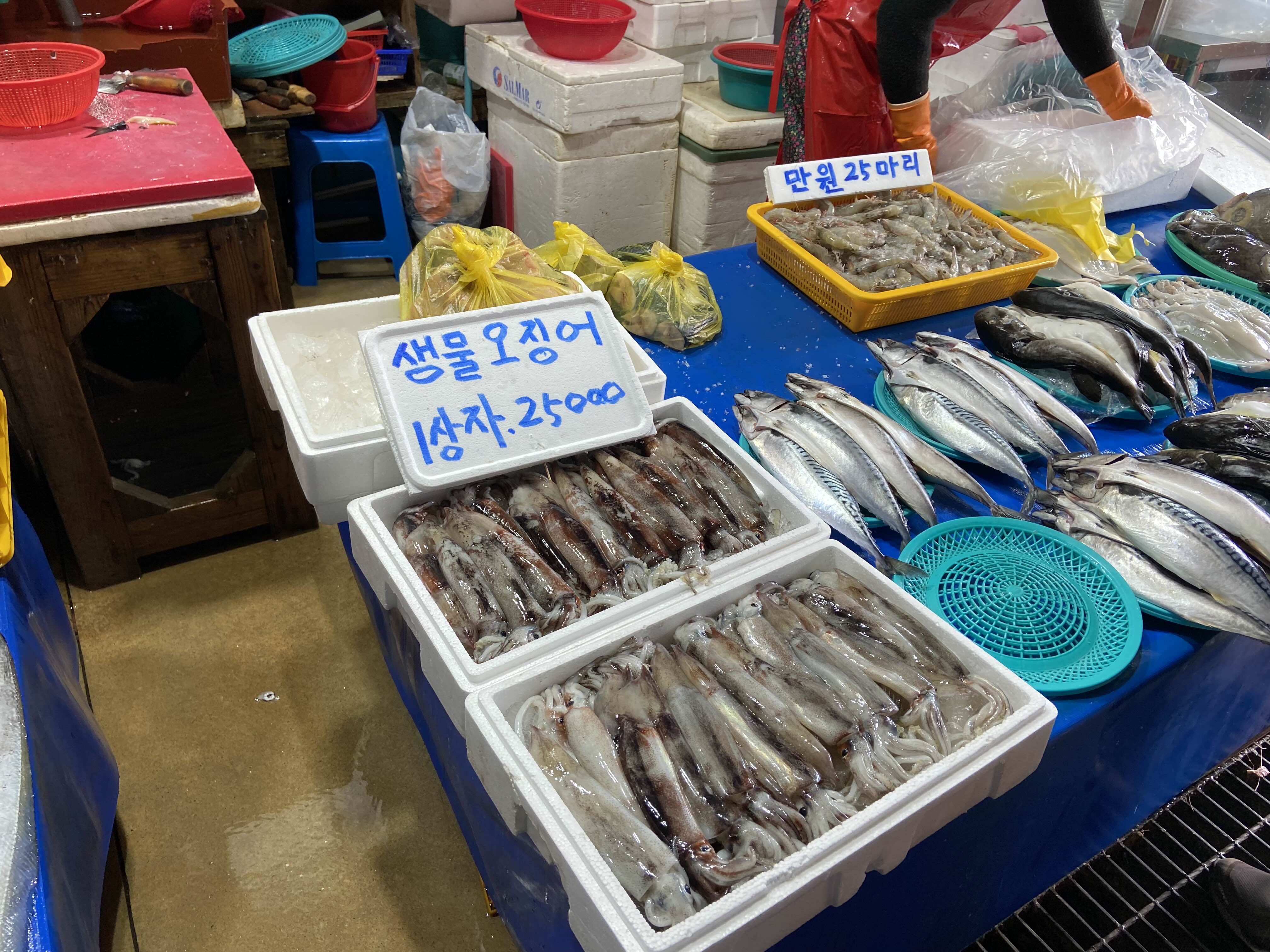  주문진 풍물시장! 방어랑 오징어