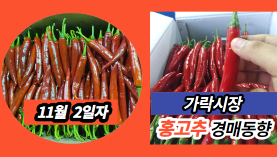  [경매사 일일보고] 11월 2일자 가락시장 홍고추 경매동향을 살펴보겠습니다!
