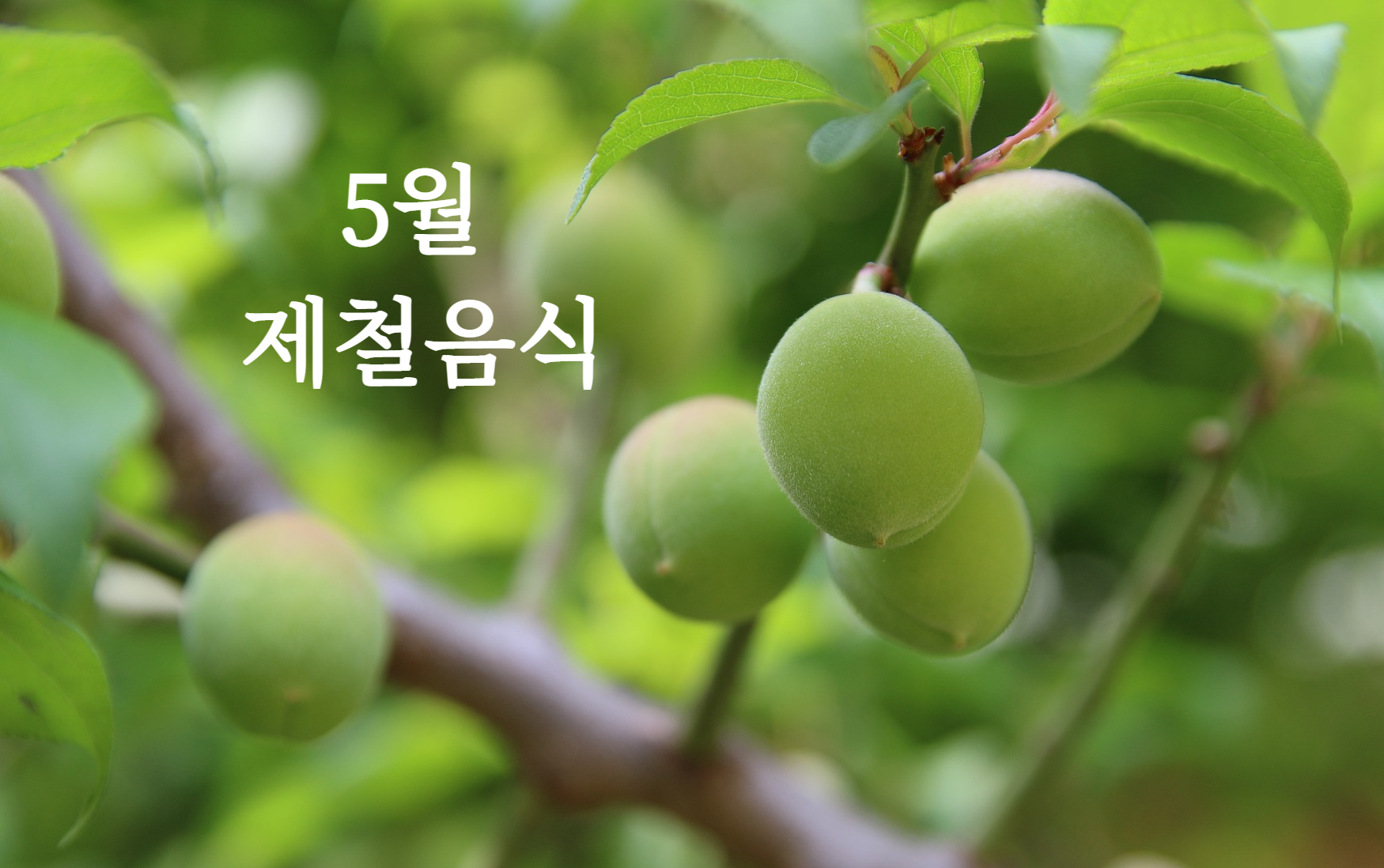  5월 제철음식 11, 제철음식으로 기력회복하세요
