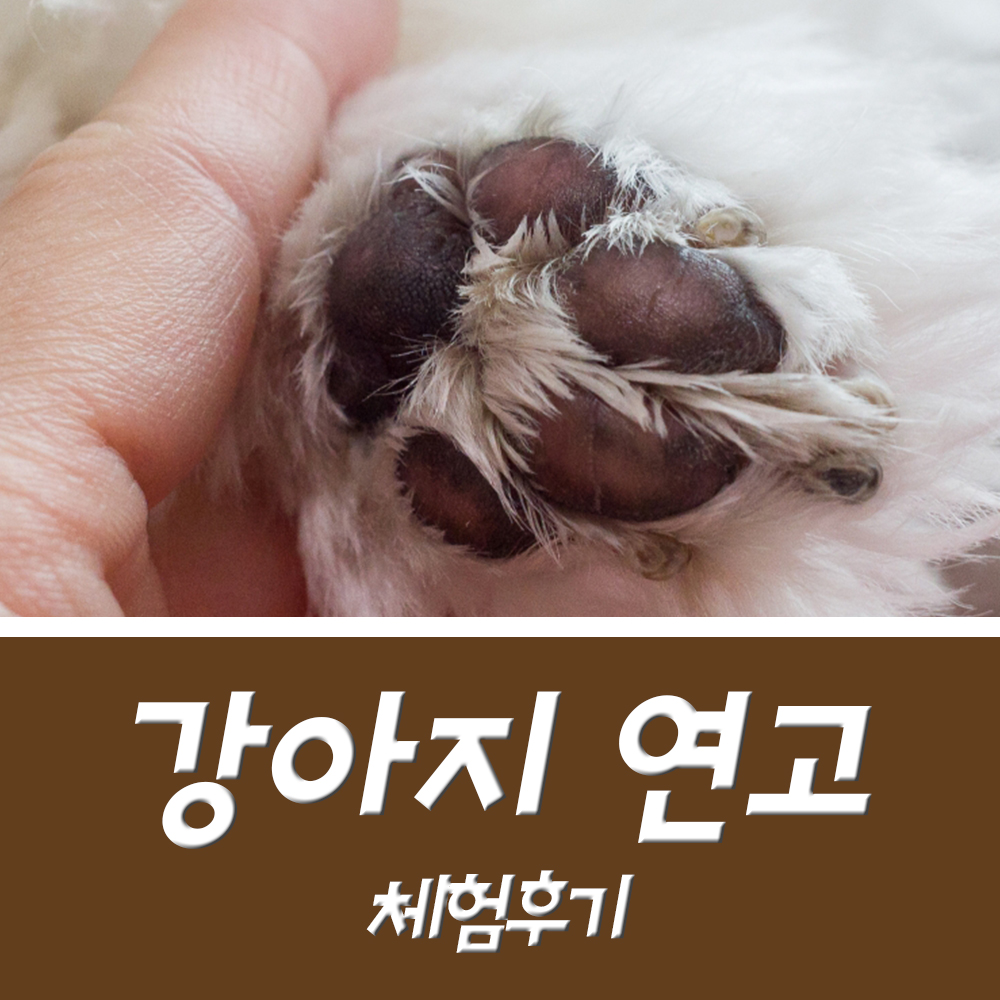  강아지연고 상처나 피부병 가능 / 발바닥 보습제 후기