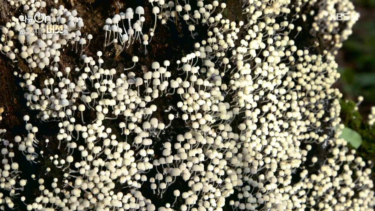 다큐 온.E227.231120p-NEXT.mp4_20231121_201846.007.jpg