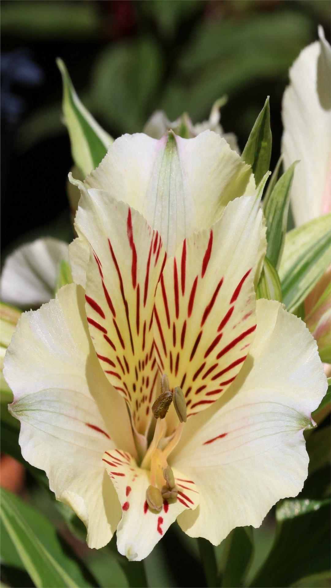 Lily Flower iPhone Wallpaper