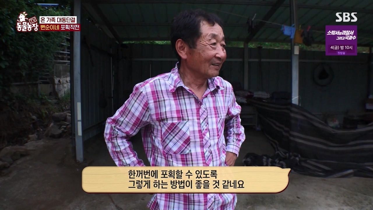 TV 동물농장.E1131.230731p-NEXT.mp4_20230730_190941.587.jpg