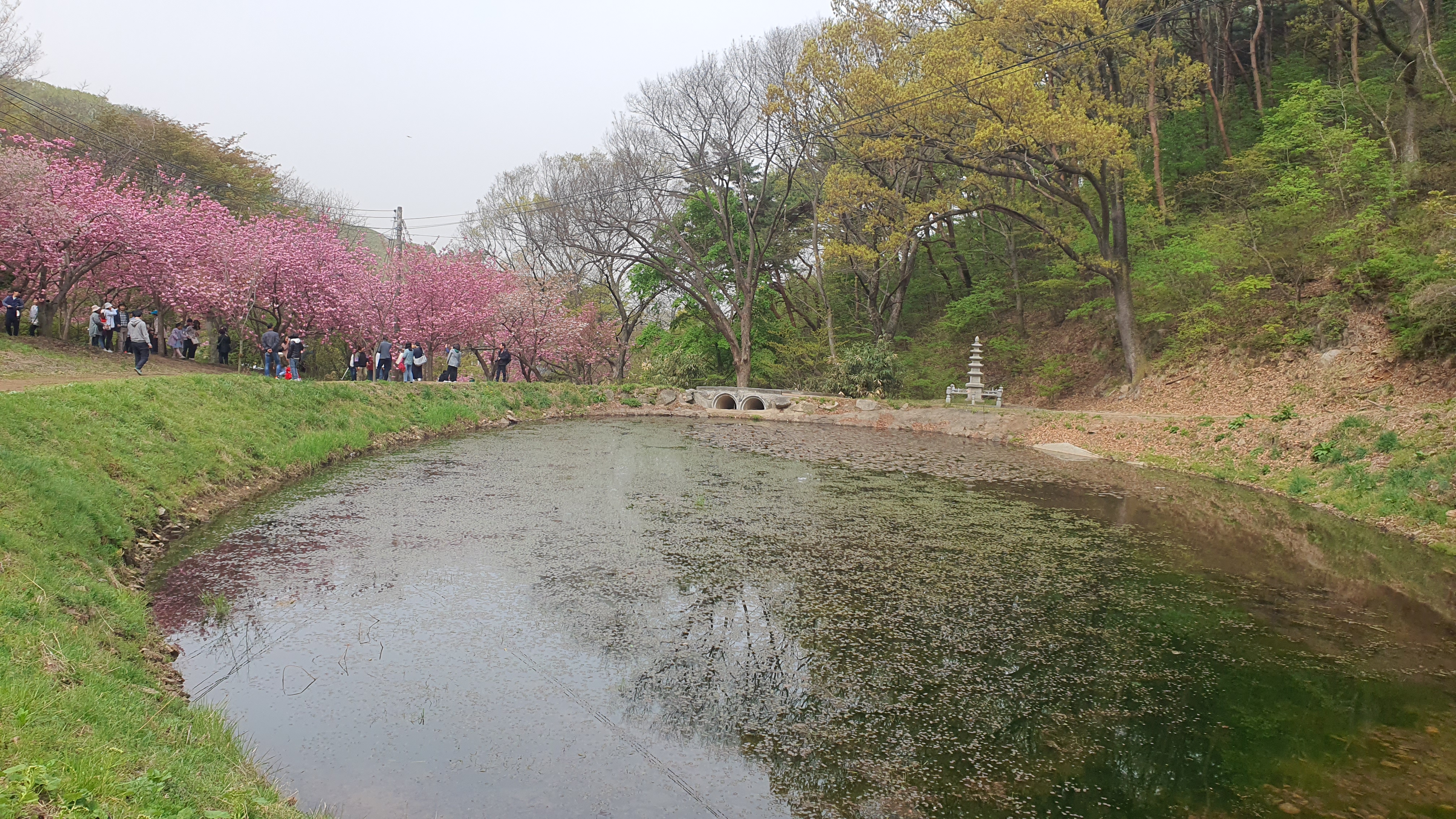 서산 겹벚꽃 명소 문수사