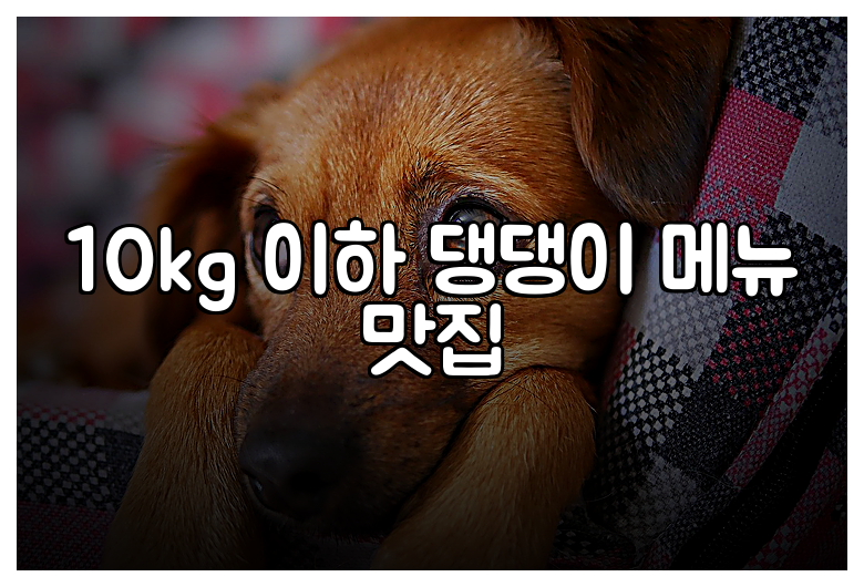 10kg 이하 댕댕이 메뉴 맛집