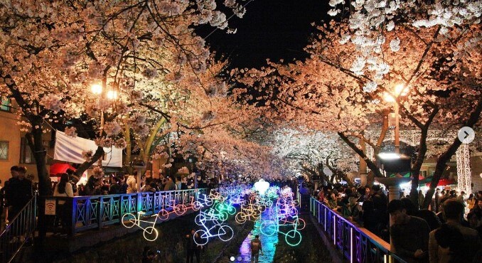 2023 진해 군항제