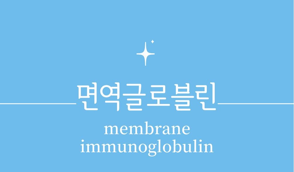 &#39;면역글로블린(membrane immunoglobulin&#44; mIg)&#39;