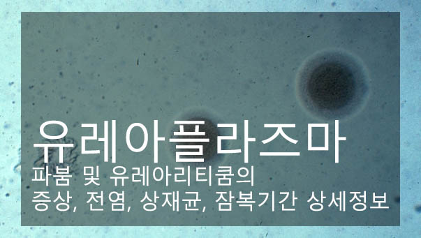  유레아플라즈마 파붐 및 유레아리티쿰의 증상, 전염, 상재균, 잠복기간 상세정보