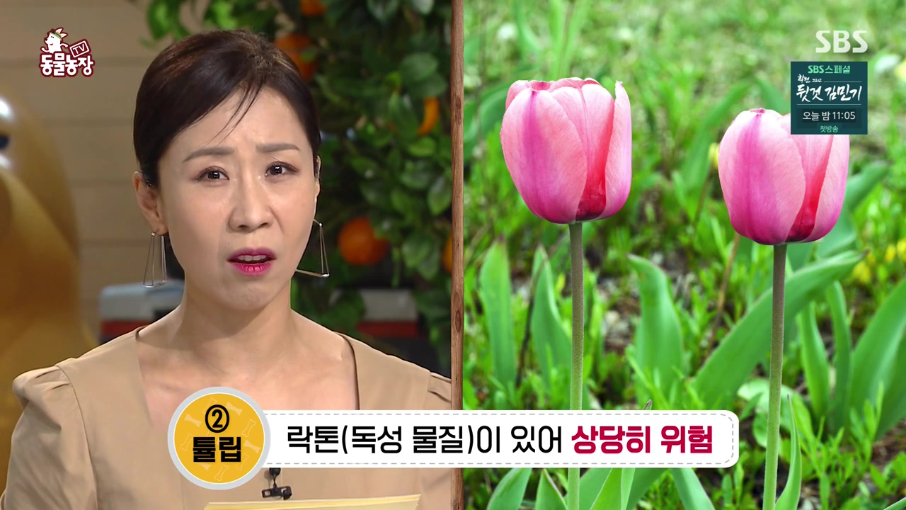 TV 동물농장.E1168.240422p-NEXT.mp4_20240421_163106.074.jpg