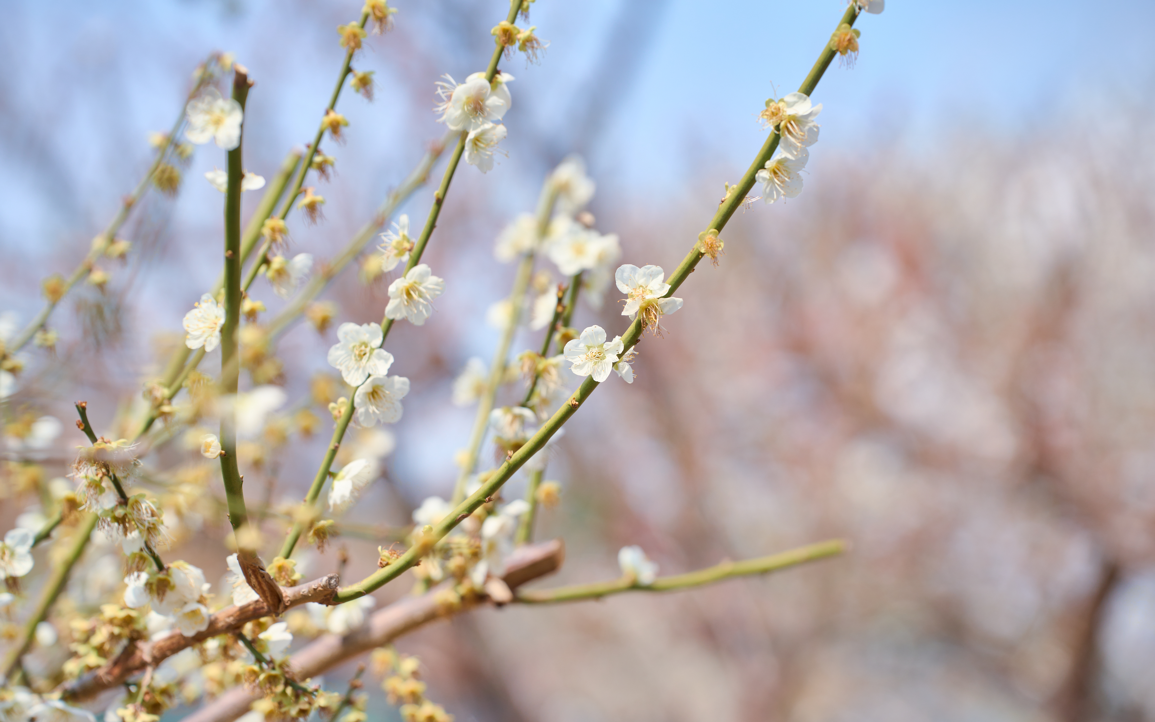 기장매화원 매화축제 60