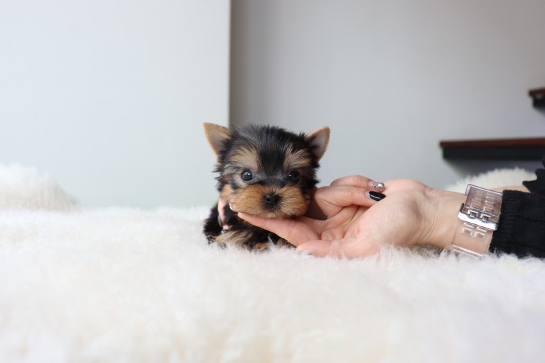 행복하게 지내요 요크셔테리어분양 쫑이만나 7