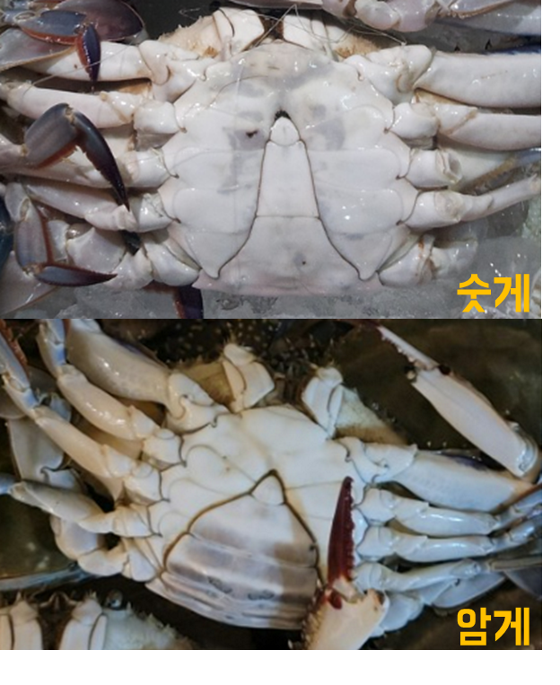 꽃게 철