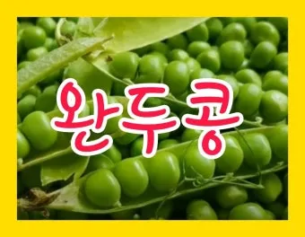 완두콩 수확시기 파종시기 삶는 법 재배법_12