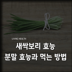  새싹보리 효능, 분말 효능과 먹는 방법