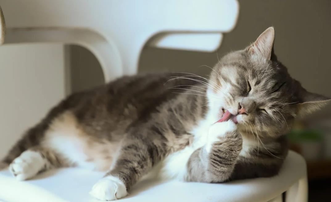  길고양이 만졌는데 SFTS 감염! 원인과 증상 알아봐요