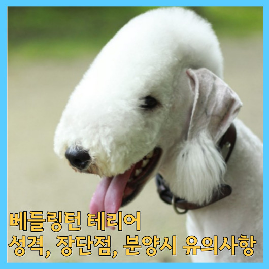  베들링턴 테리어 성격, 장단점, 분양시 유의사항