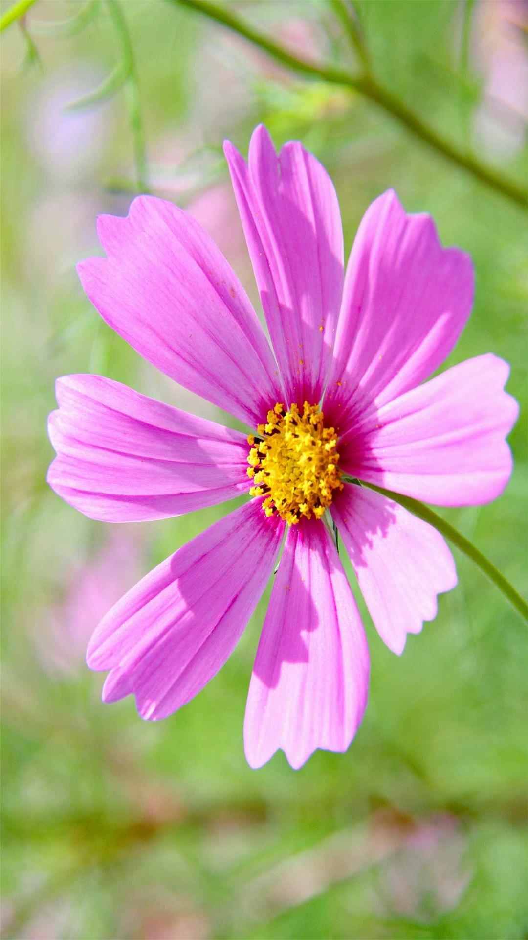 Cosmos Flower iPhone Wallpaper