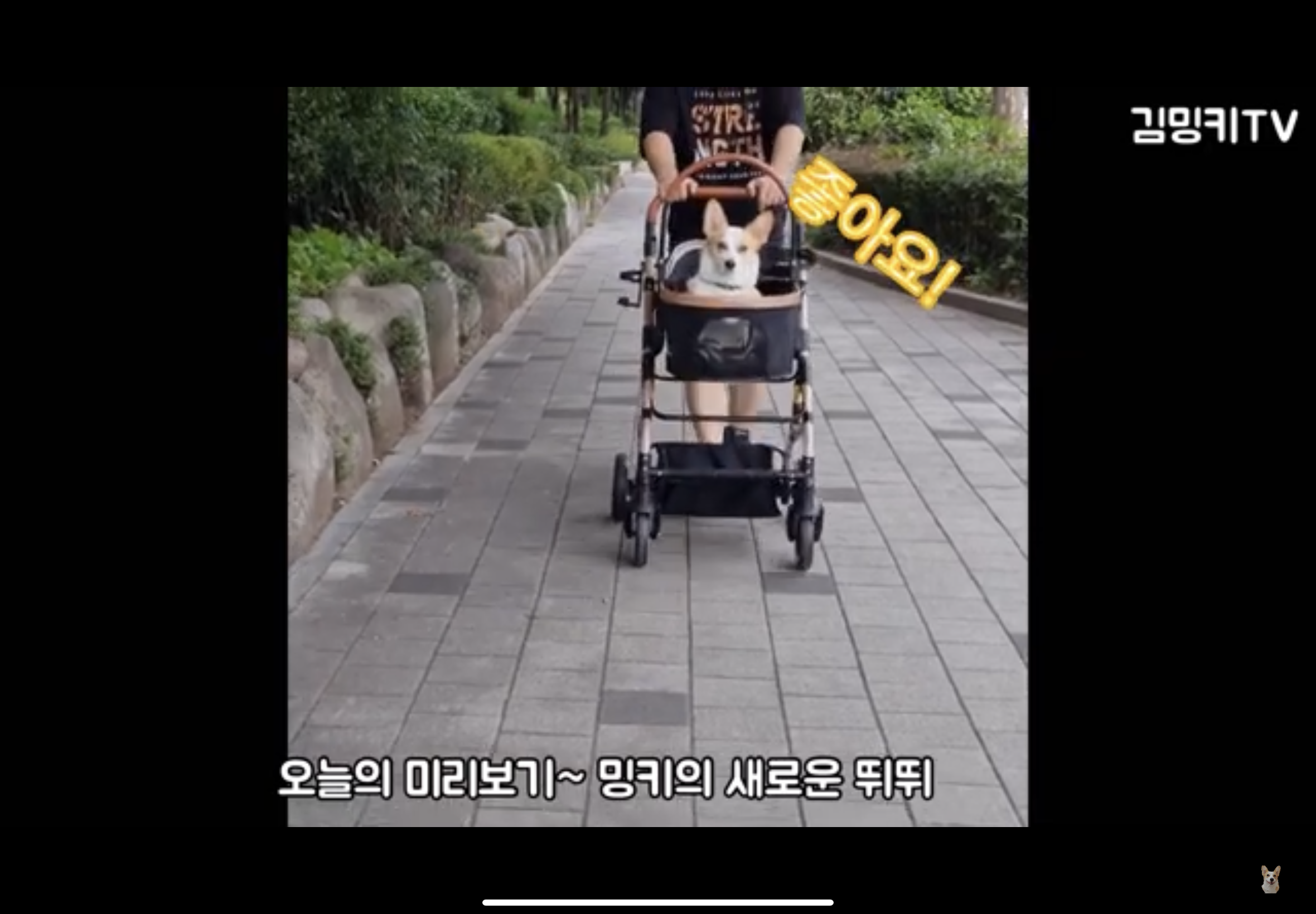  반려견유모차 제스파 피카노리 밍키의 새로운 뛰뛰