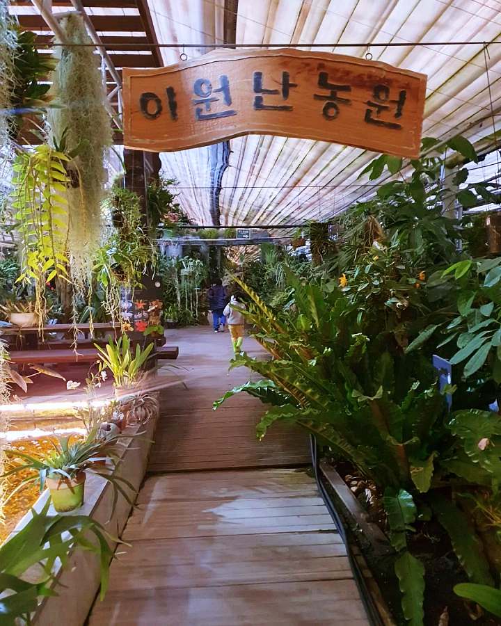 생방송오늘저녁 희귀 난초 온실 농원 경기 김포 체험농장 가든 카페 추천