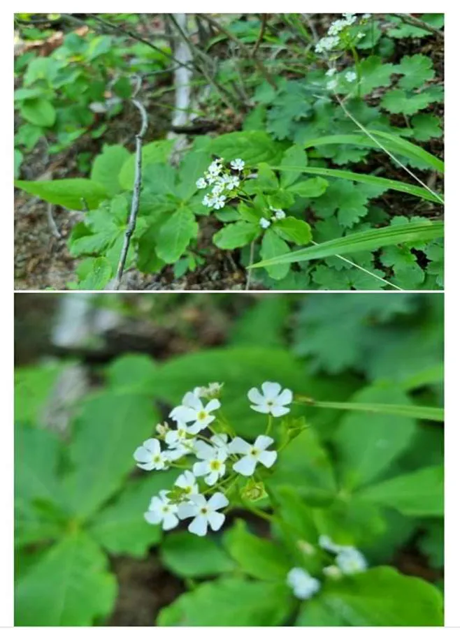 은빛공원