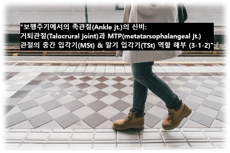 &quot;보행주기에서의 족관절(Ankle jt.)의 신비: 거퇴관절(Talocrural joint)과 MTP(metatarsophalangeal jt.) 관절의 중간 입각기(MSt) & 말기 입각기(TSt) 역할 해부 (3-1-2)&quot;