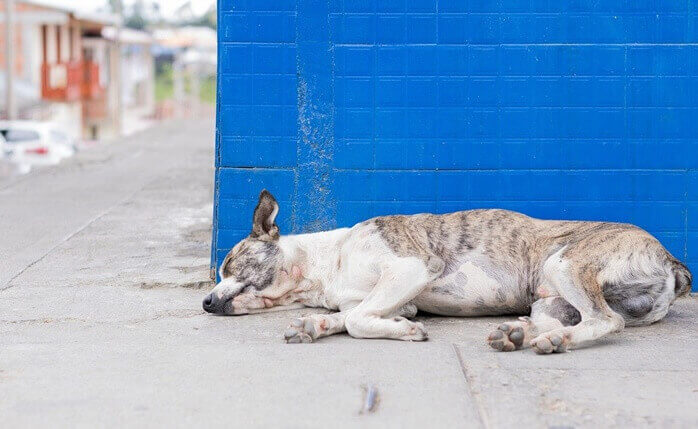 파란 벽 아래에 개 한마리가 옆으로 누워있는 모습