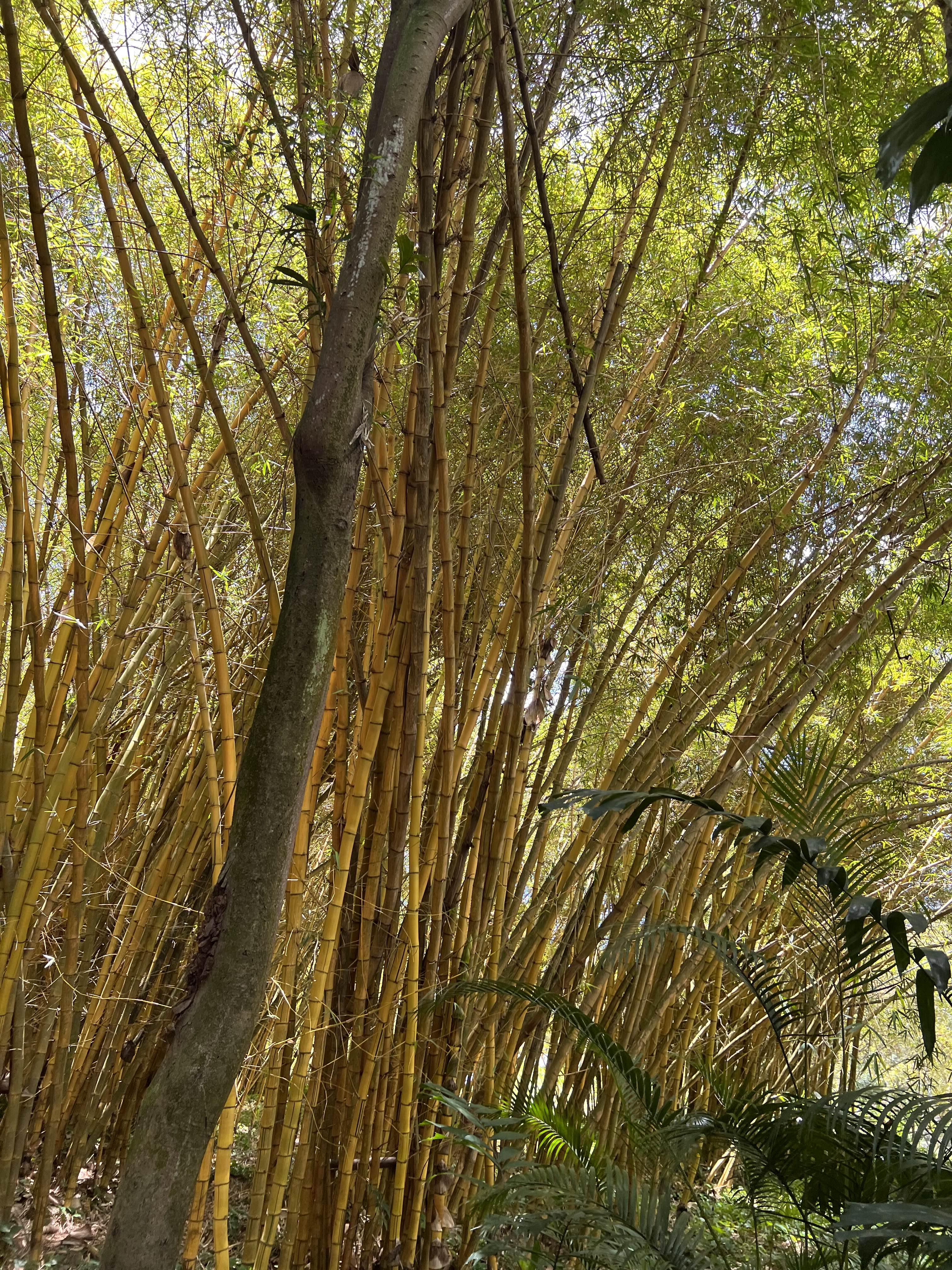 Bamboo Room 이라 불리는 곳