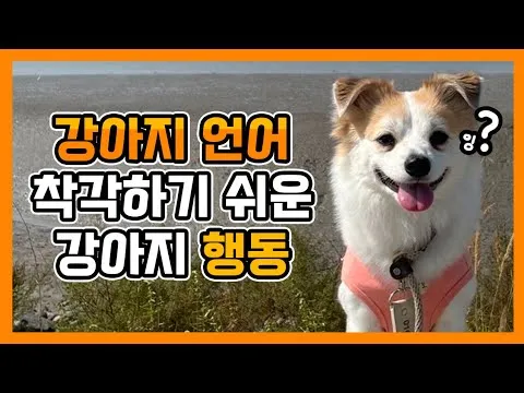 강아지 행동별 특징 의미 강아지 신호 해석 방법_5