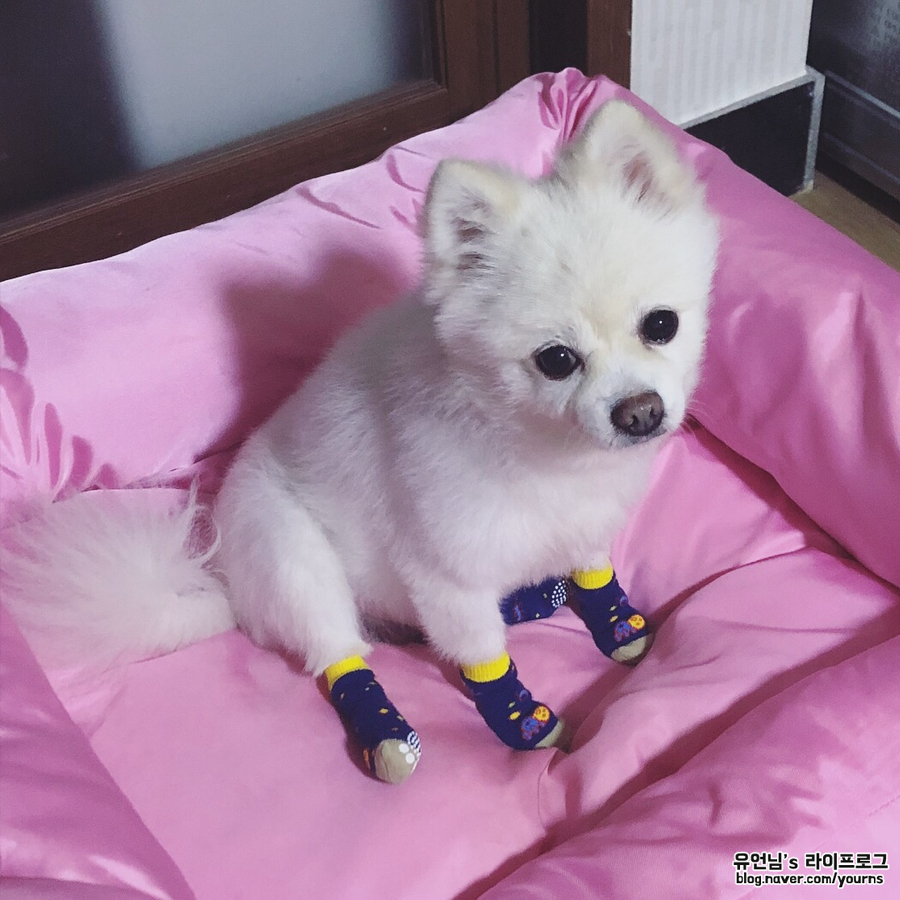 특징 (포메라니안 스피츠와 차임) 믹스견 종류 폼피츠의 성격과 8