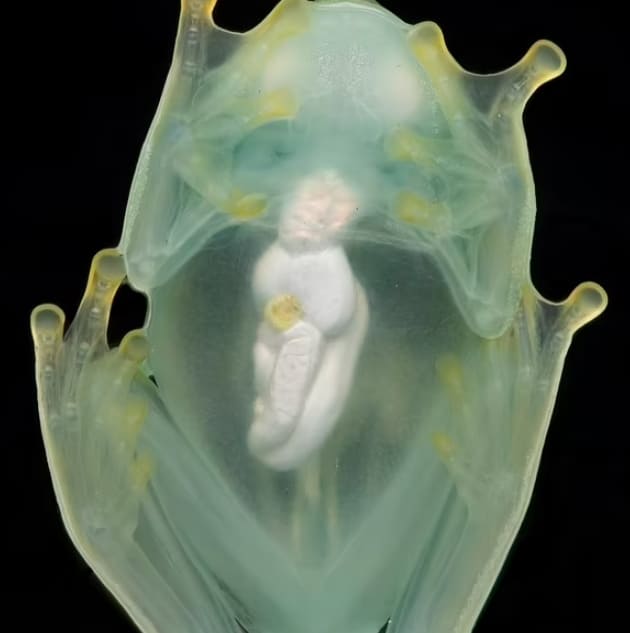 밤에 투명해지는 유리 개구리의 비밀 VIDEO:Scientists reveal secrets of glass frogs that become TRANSPARENT at night..