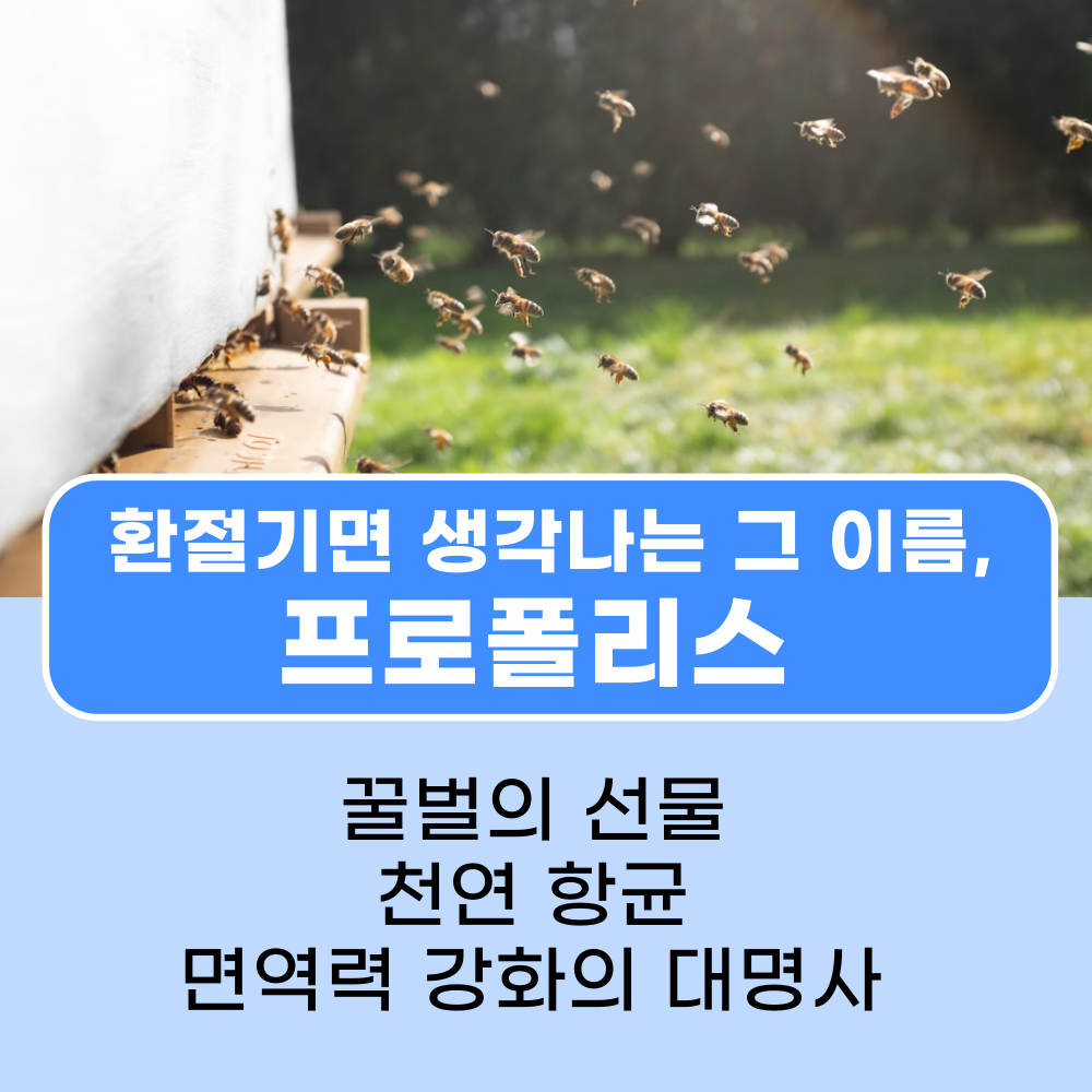  프로폴리스의 진짜 효능과 부작용, 함유된 음식 및 세계 판매 탑3 직구 영양제 비교 추천