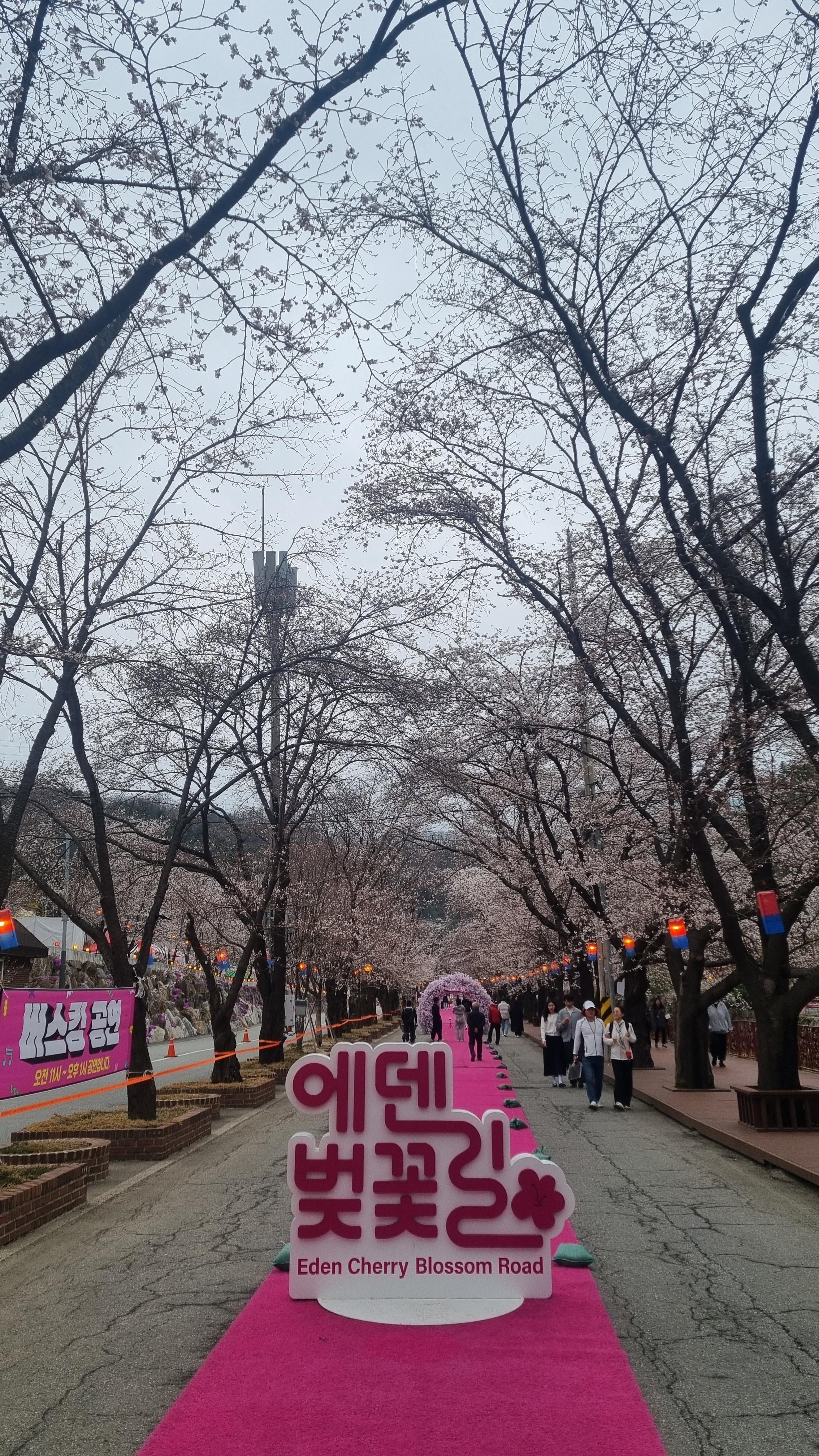 에덴벚꽃길