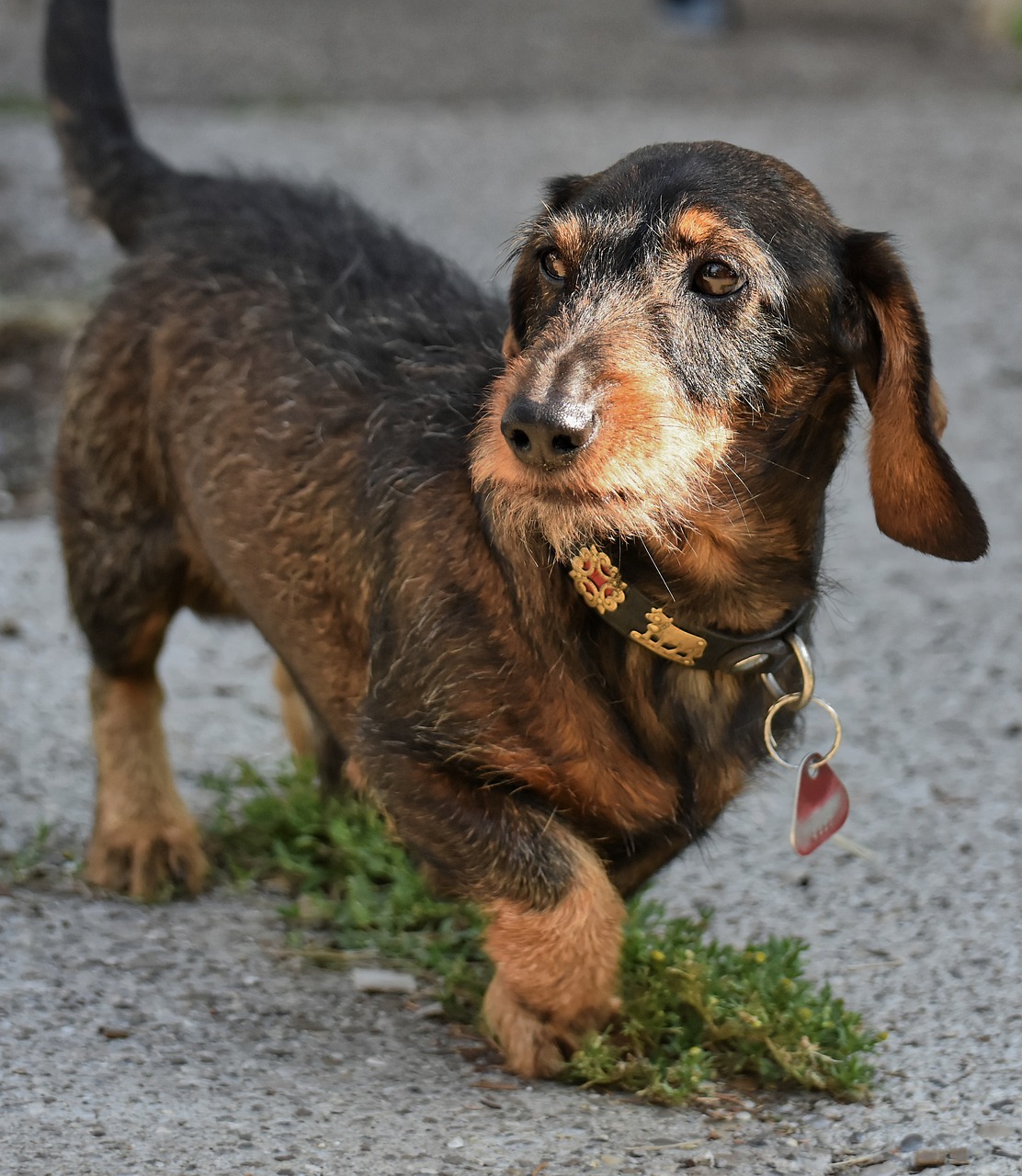 닥스훈트(DACHS HUND) 이미지