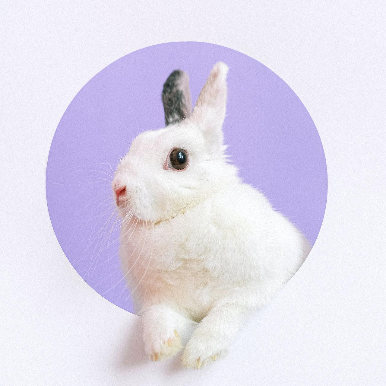 보라색 동그라미에 몸을 내밀고 있는 하얀색 토끼 