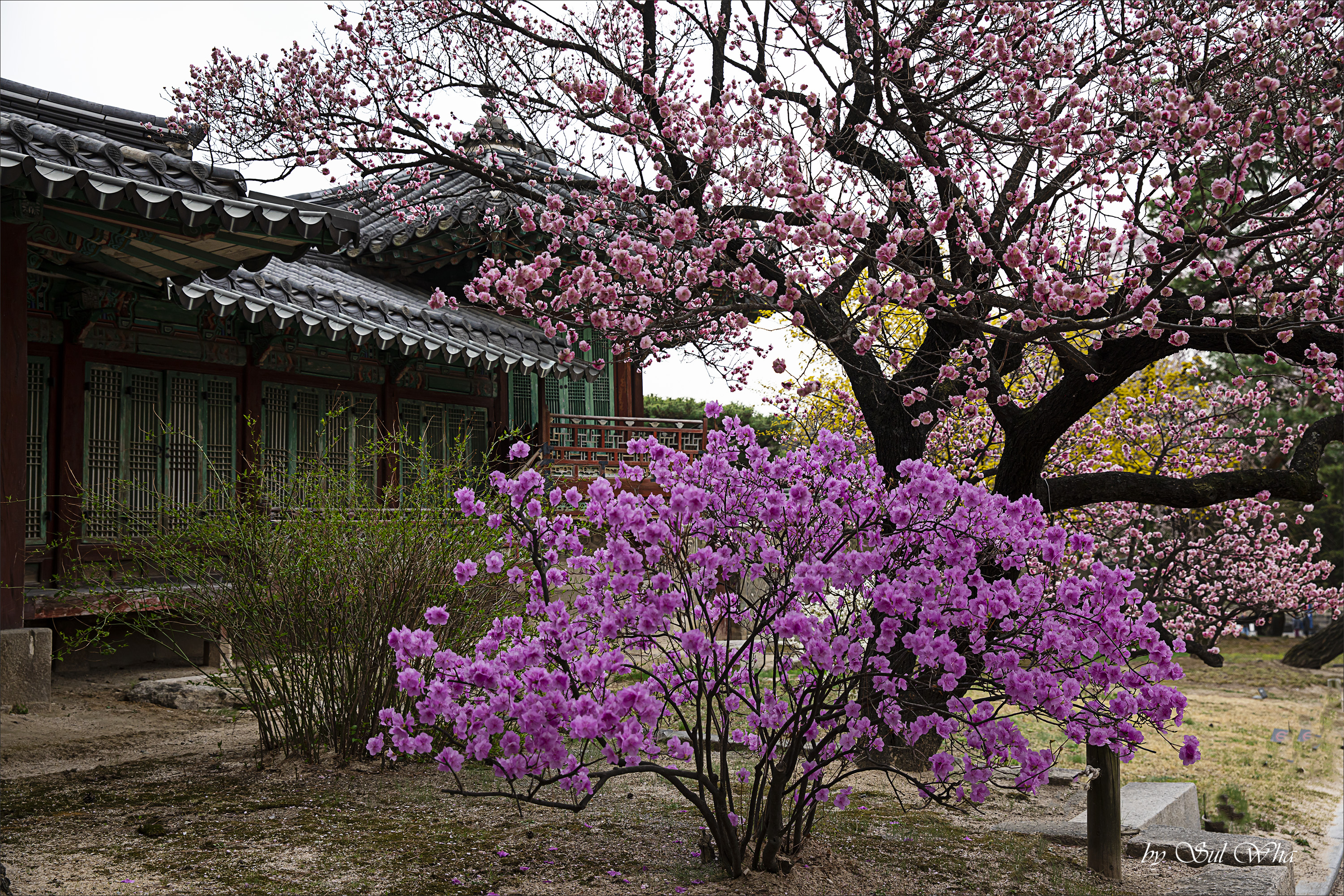 (창덕궁 만첩홍매화) ​​2023년 3월 28일 See More 1