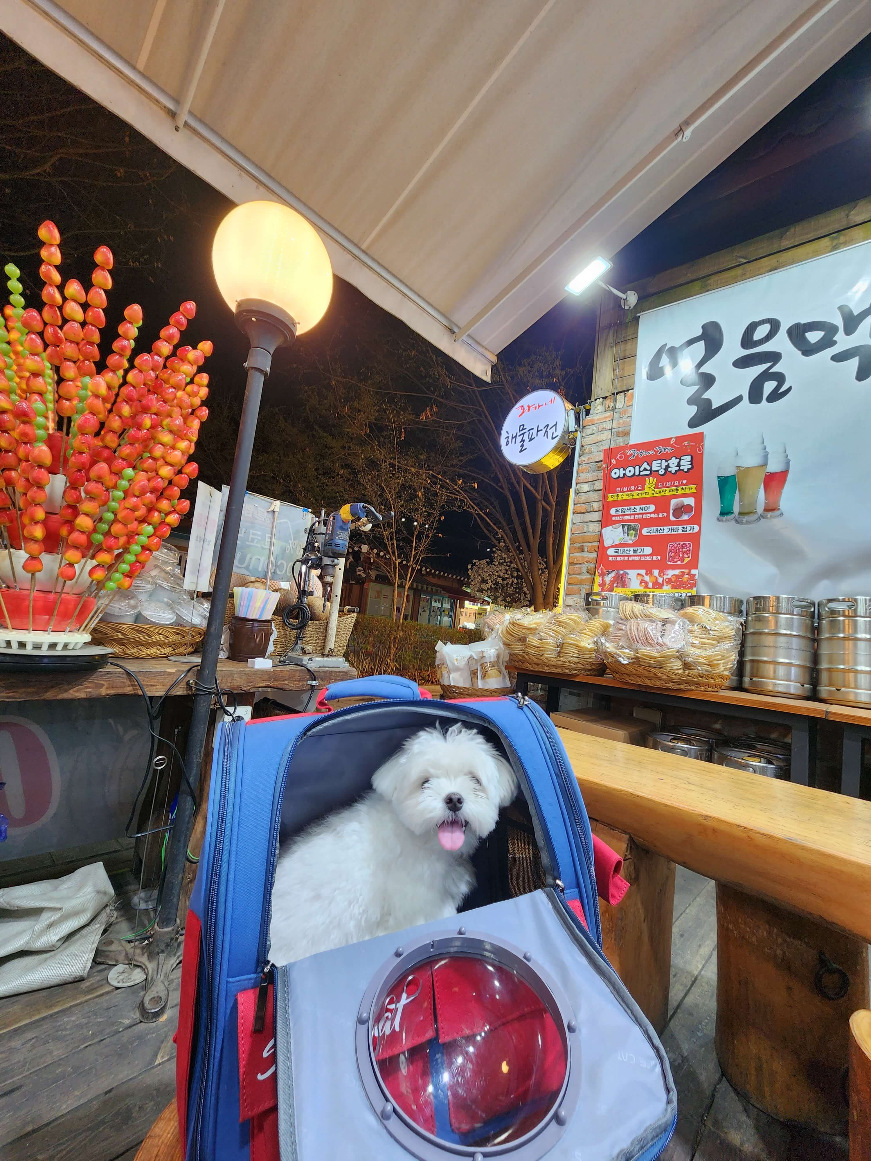 전주 애견동반 갈만한곳