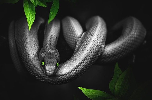  꿈 해몽 사이트 추천해요
