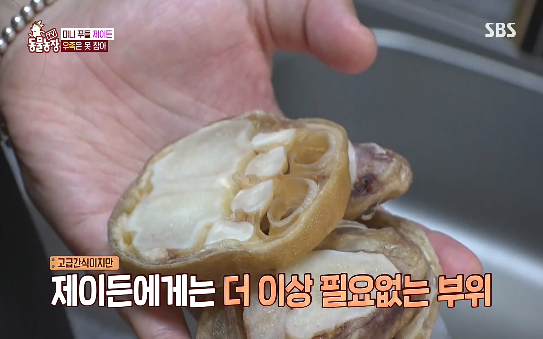 TV 동물농장.E1088.220925p.H264-F1RST.mp4_20220925_174351.198.jpg