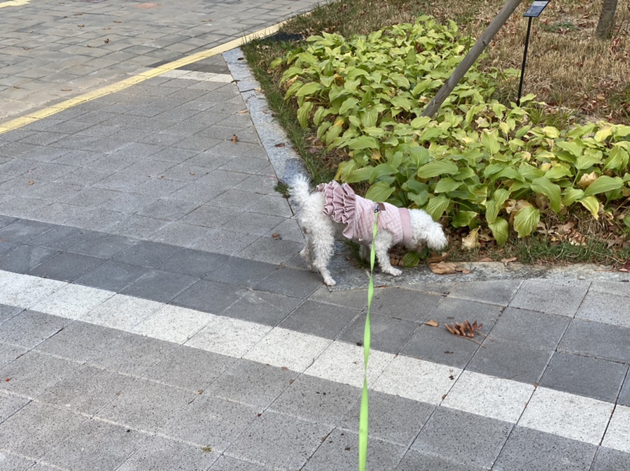 즐거운 냉장고와 혼자 먹는 것을 추천하는 주간 식사(feat. 닭가슴살 요리 및 아보카도 요리법) 8
