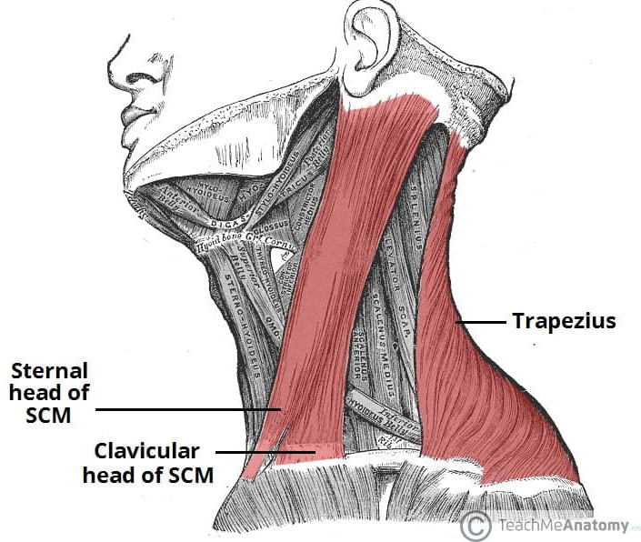 승모근(Trapezius)