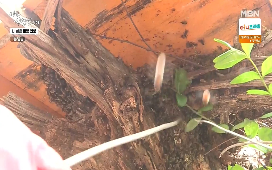 나는 자연인이다.E502.220519p-NEXT.mp4_20220519_182343.795.jpg