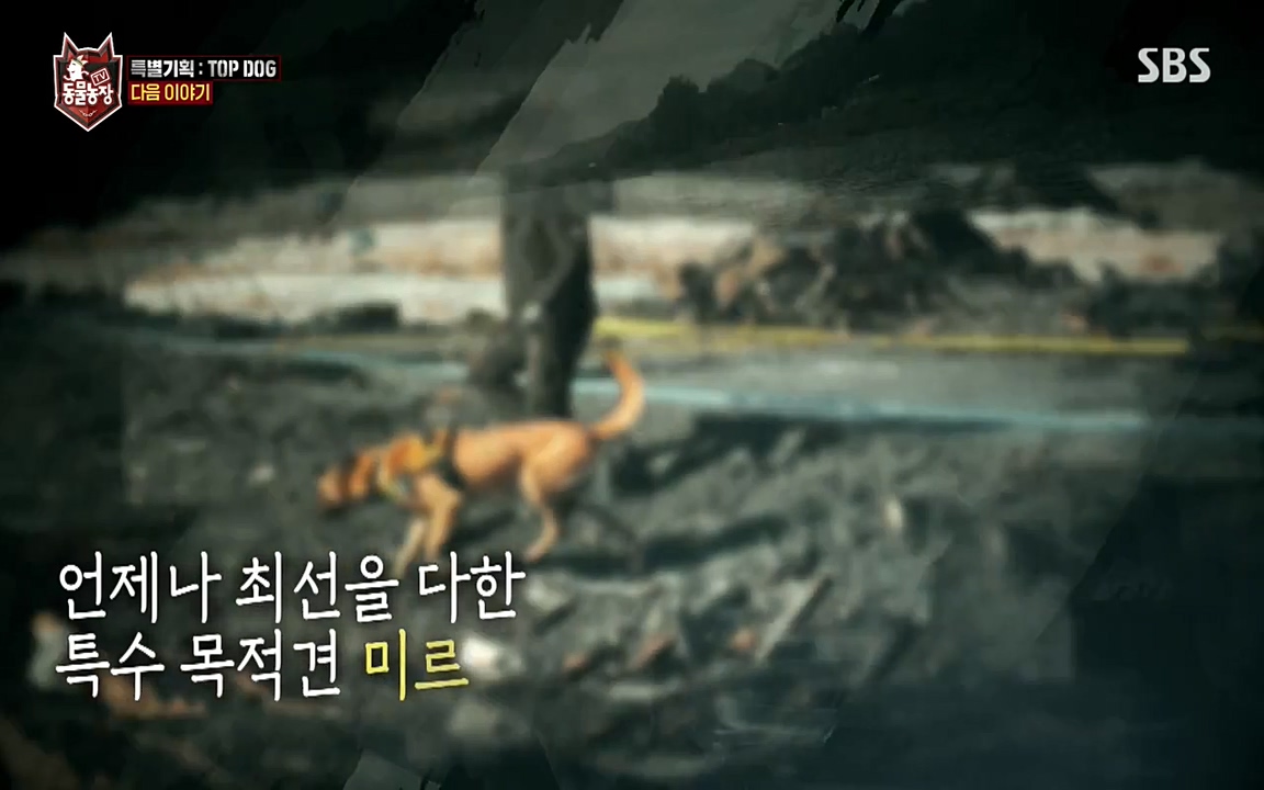 TV 동물농장.E1085.220905p-NEXT.mp4_20220904_173333.050.jpg