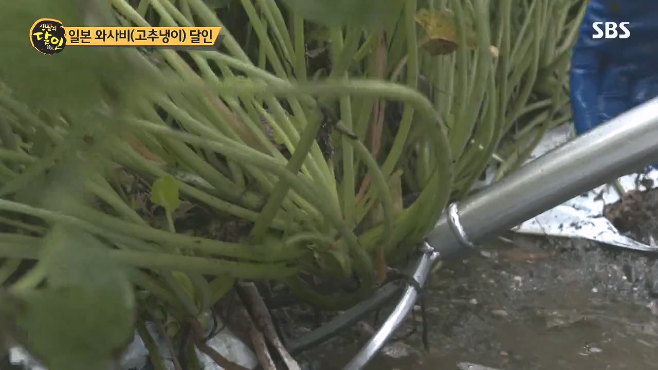 생활의 달인.E908.231017p-NEXT.mp4_20231017_202212.688.jpg