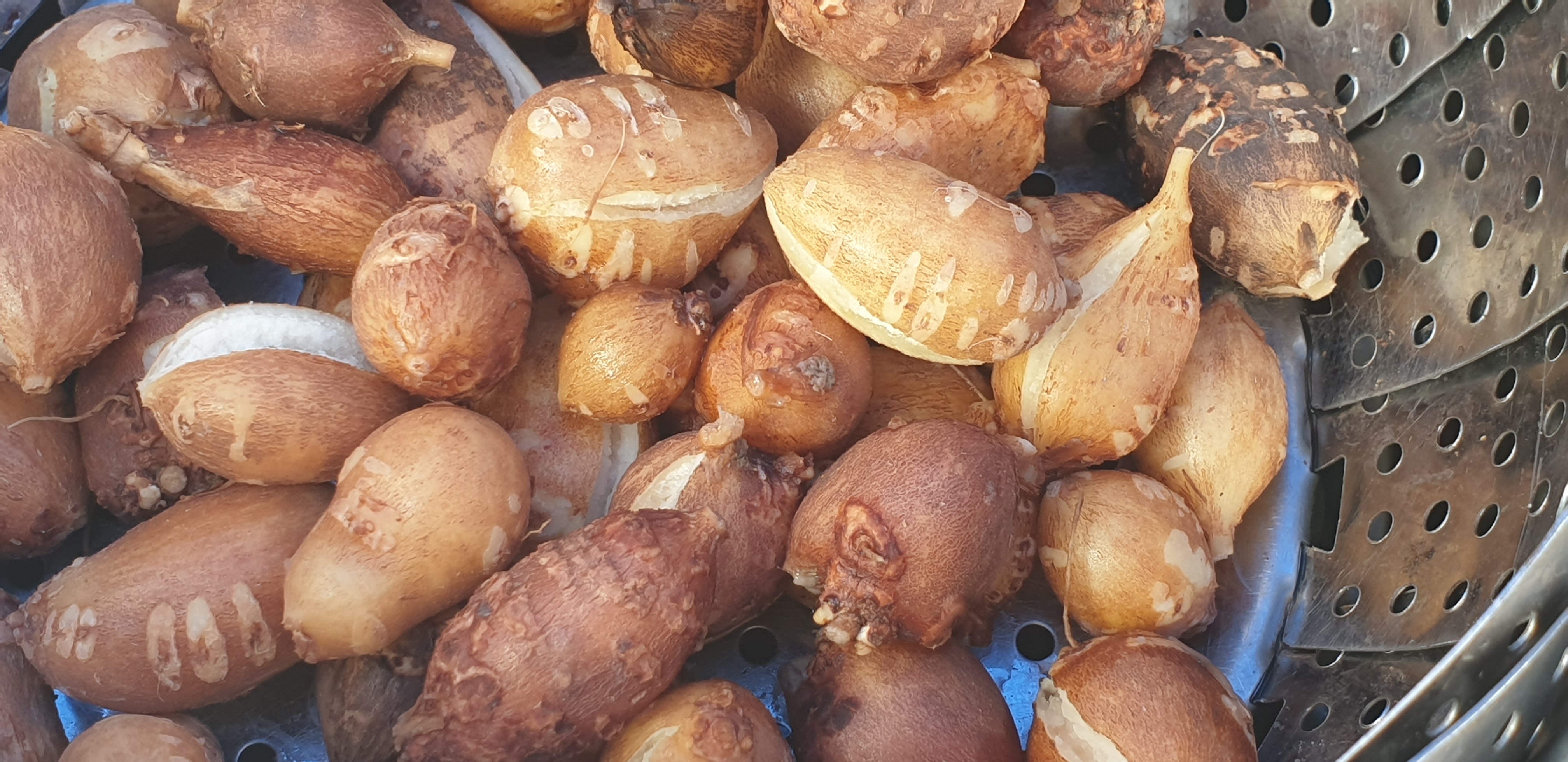  오색맛 콩감자 아피오스와 첫만남