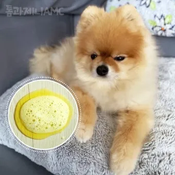 강아지 토 색깔 증상 강아지 토하는 원인과 구토 종류별 건강상태 살펴보기_7