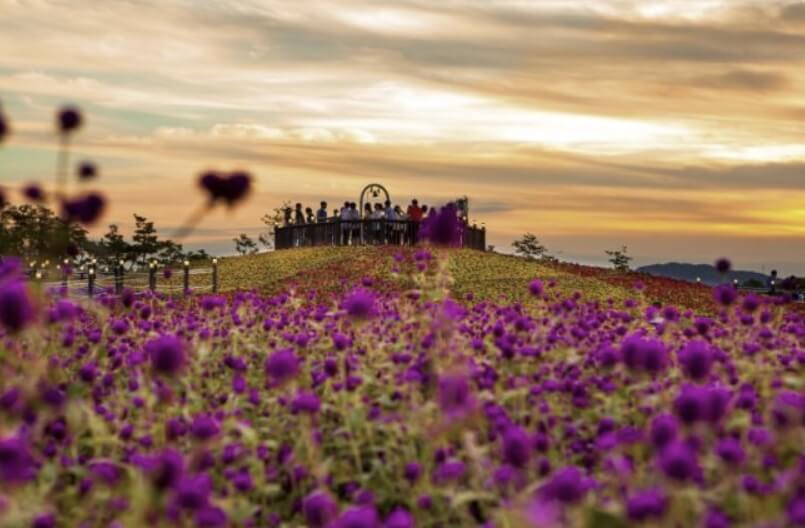 전국 가을 꽃 축제 추천 BEST